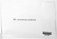 Sclerotium leiodermum image